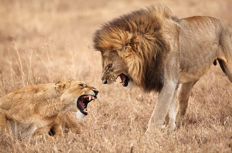 10 Days Machame Trek And Tarangire Serengeti Ngorongoro