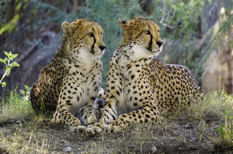 11 Days Machame Route And Tarangire Serengeti Ngorongoro