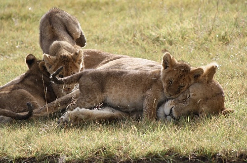 11 Days Lemosho,Tarangire, Serengeti and Ngorongoro