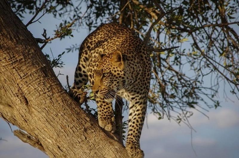 11 Days Machame Route Tarangire Serengeti Ngorongoro Manyara