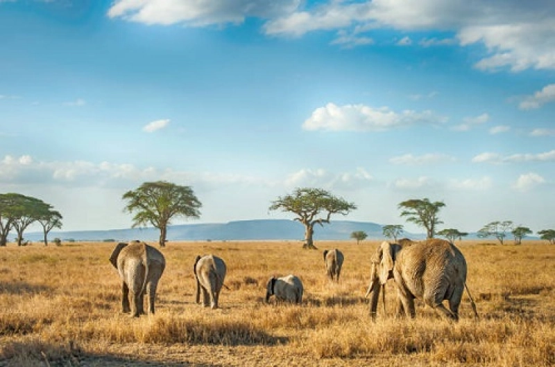 11 Days Marangu Route Tarangire Serengeti Ngorongoro Manyara