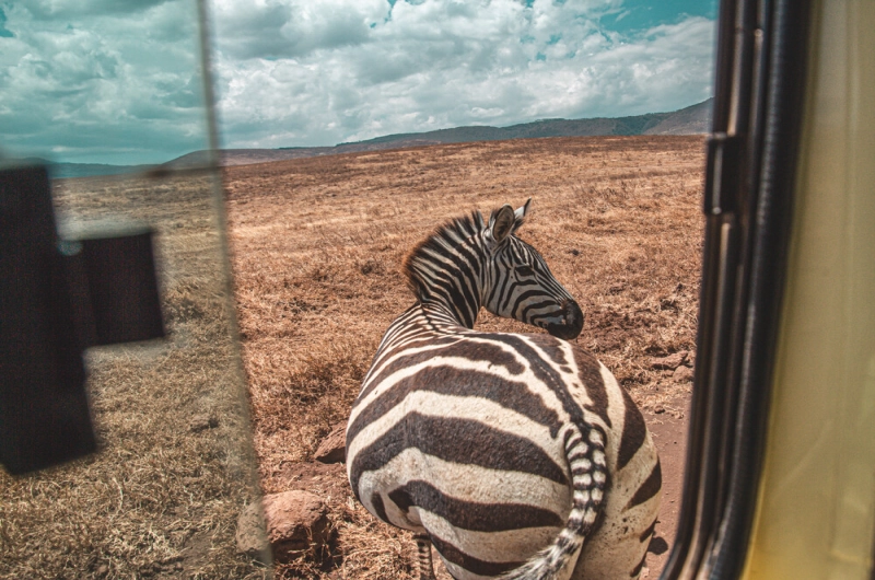 12 Days Lemosho, Tarangire, Serengeti and Ngorongoro