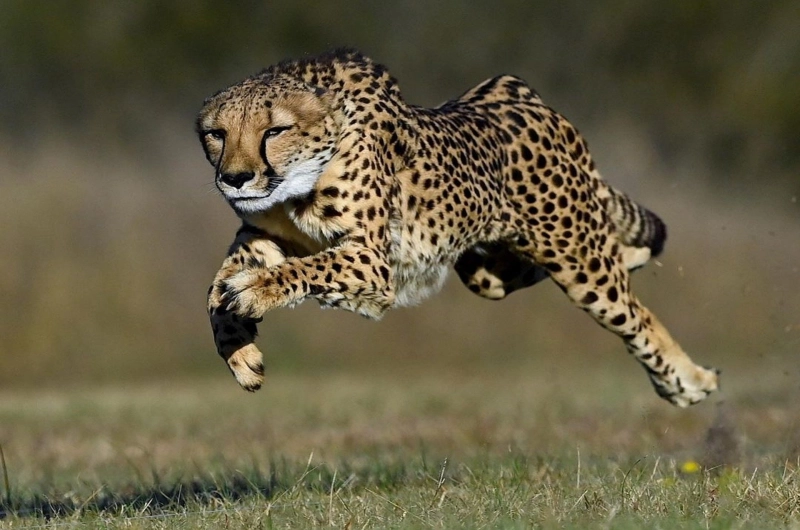 12 Days Machame Trek And Tarangire Serengeti Ngorongoro