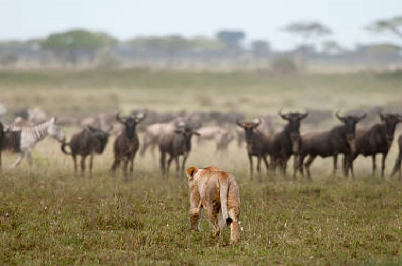 13 Days Lemosho Tarangire Serengeti and Ngorongoro Safari