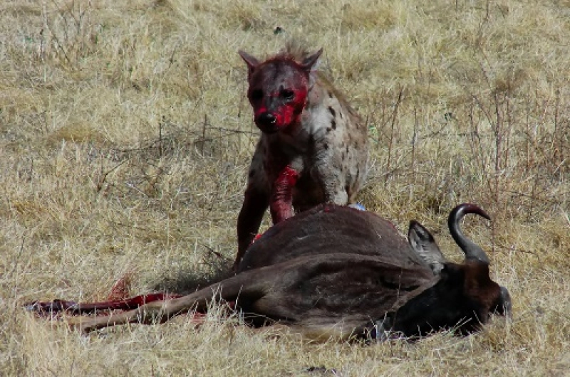 2 Days Lake Manyara and Ngorongoro Safari Cost