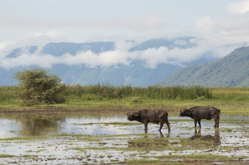 2 Days Safari with Friends Lake Manyara and Ngorongoro