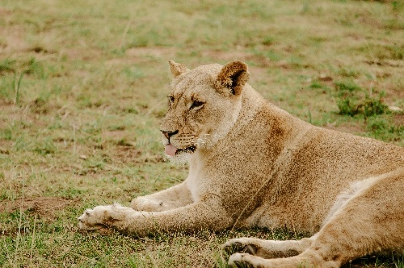 2 Days Selous Safari From Zanzibar Price