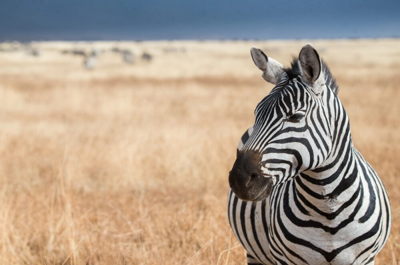 Experience Ultimate 2 Days Tanzania Safari with Friends