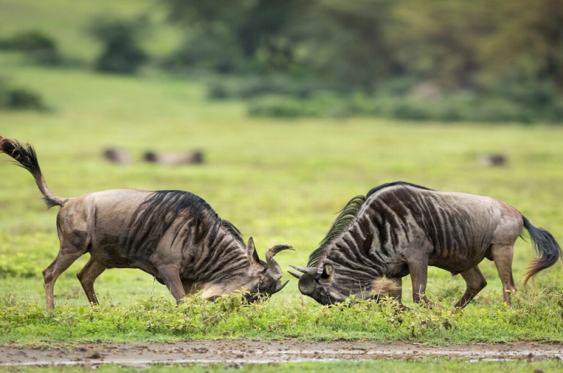 2 Days Tarangire and Ngorongoro Safari with Friends