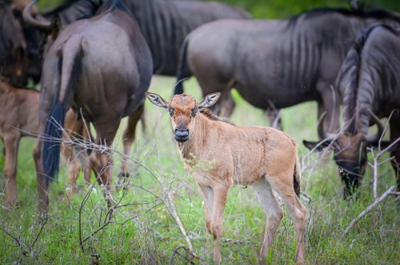 3 Days Family Ndutu Calving and Ngorongoro Crater Safari