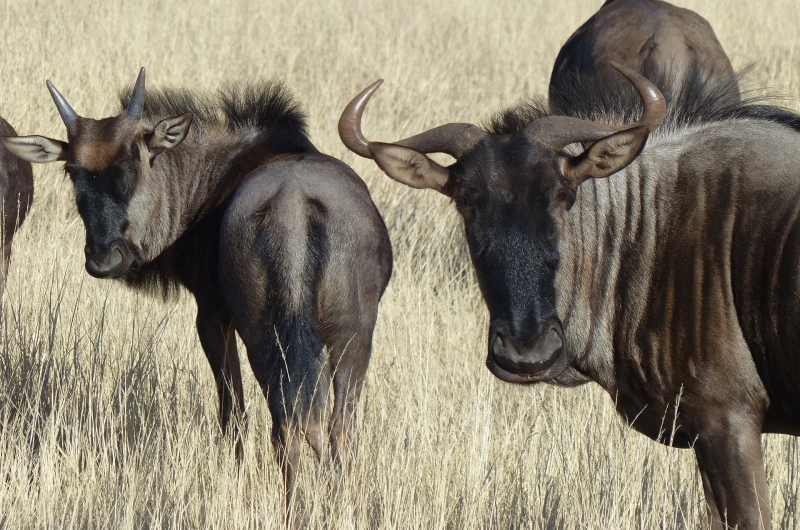 3 Days Honeymoon Ndutu Calving and Ngorongoro Crater Safari