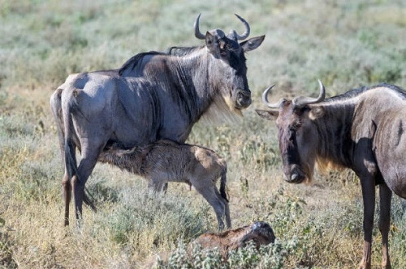 3 Days Ndutu Calving Season and Ngorongoro Crater Safari