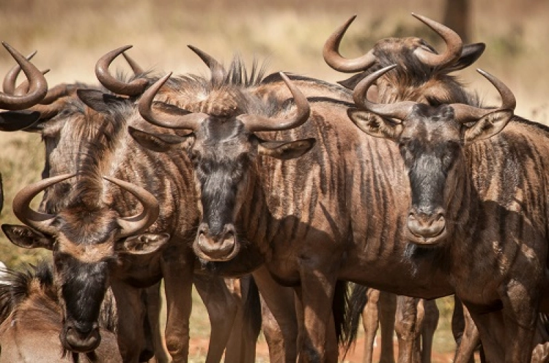 3 Days Ndutu Calving Season Safari in February 2027/2028
