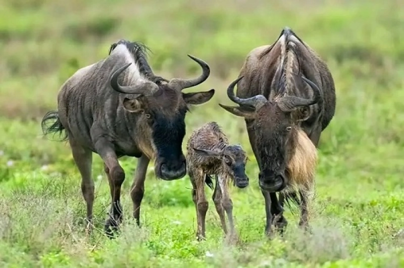 3 Days Ndutu Wildebeest Migration Safari in February
