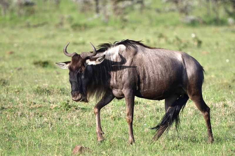 3 Days Ndutu Wildebeest Migration in January 2027/2028