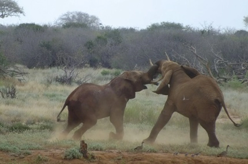 3 Days Serengeti Group Joining Safari 2026/2027