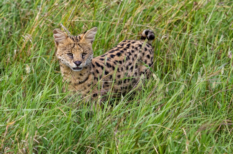 Plan Your Perfect 3 Days Tanzania Safari with Friends Today