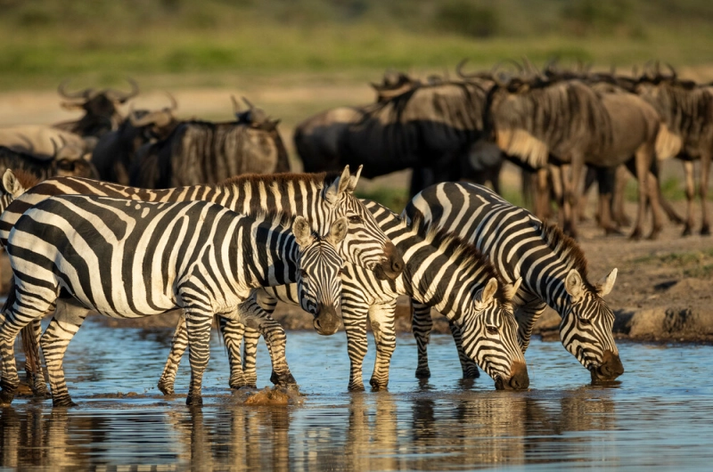 4 Days Budget Tarangire Ndutu Calving and Ngorongoro Safari