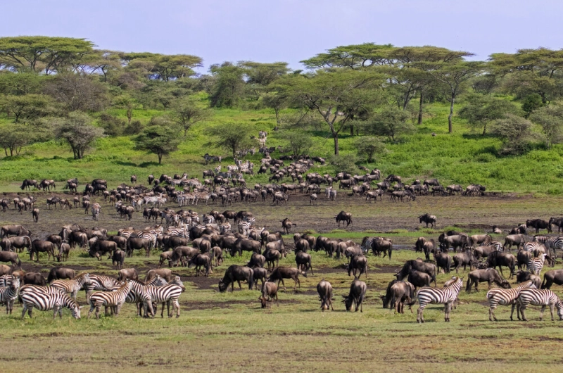 4 Days Family Tarangire Ndutu Calving and Ngorongoro Safari