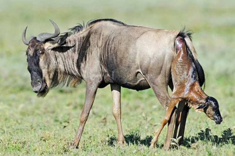 4 Days Honeymoon Tarangire, Ndutu, and Ngorongoro Safari