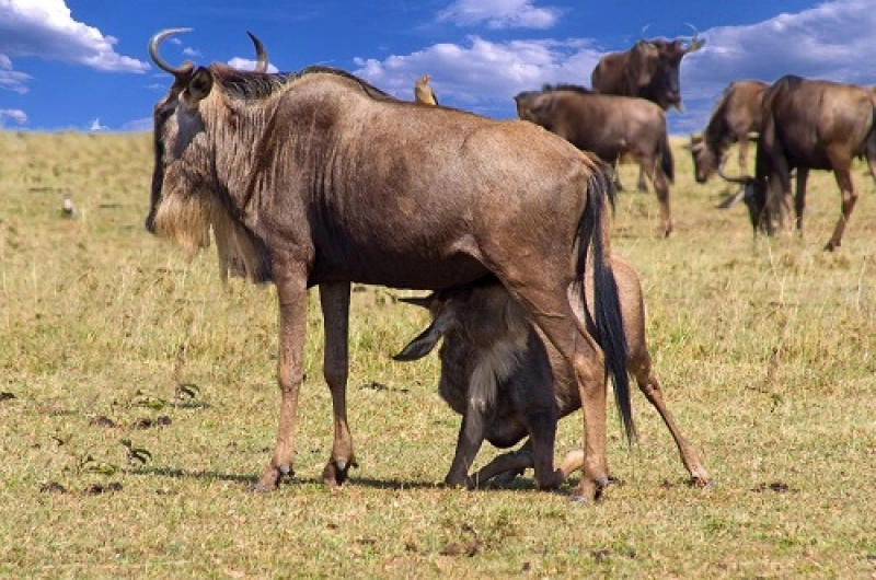 4 Days Ndutu Calving Season Safari in February 2027/2028