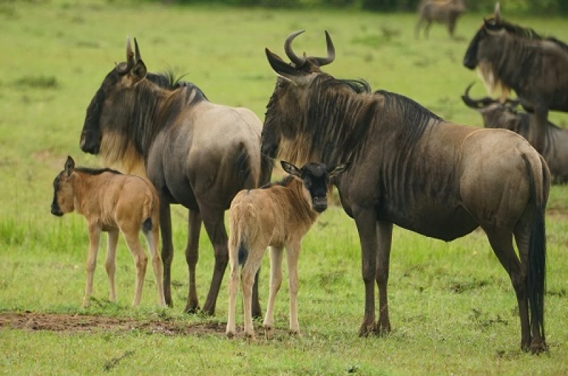 4 Days Ndutu Calving Season Safari in January 2027/2028