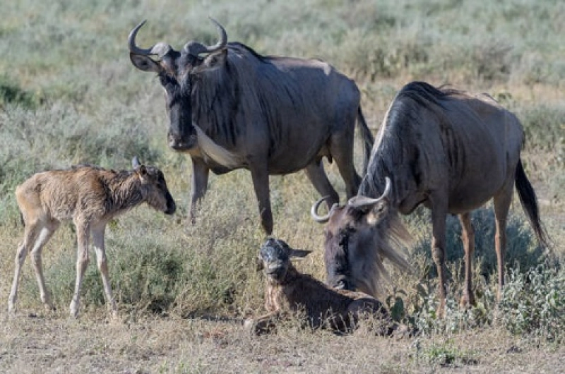 4 Days Ndutu Wildebeest Migration in February 2027/2028