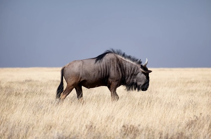 4 Days Ndutu Wildebeest Migration in January 2027/2028
