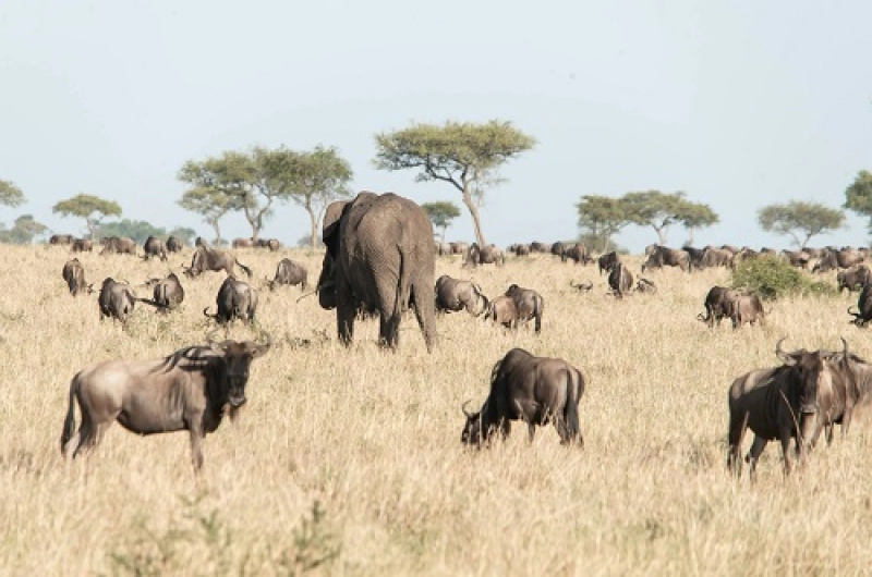 4 Days Serengeti and Ngorongoro Safari Price