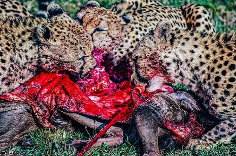 4 Days Serengeti Group Joining Safari 2026/2027