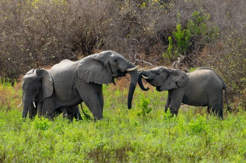 4 Days Tanzania Safari Cost: Unforgettable Wildlife Journey