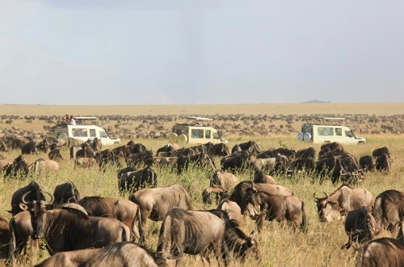 4 Days Wildebeest Safari in Ndutu Tarangire and Ngorongoro