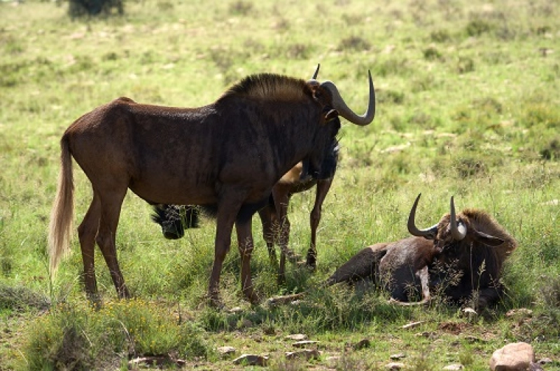5 Days Budget Serengeti, Ndutu and Ngorongoro Safari