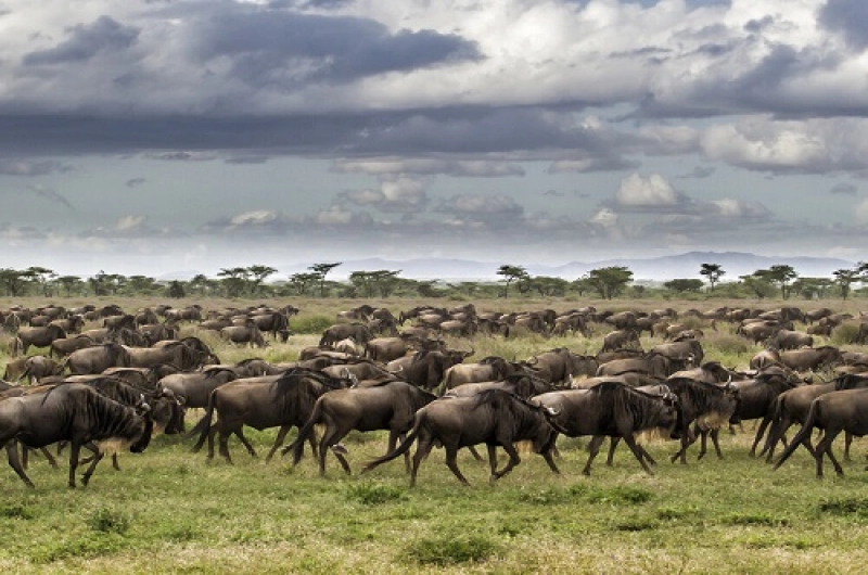 5 Days Budget Tarangire, Ndutu Calving and Ngorongoro Safari
