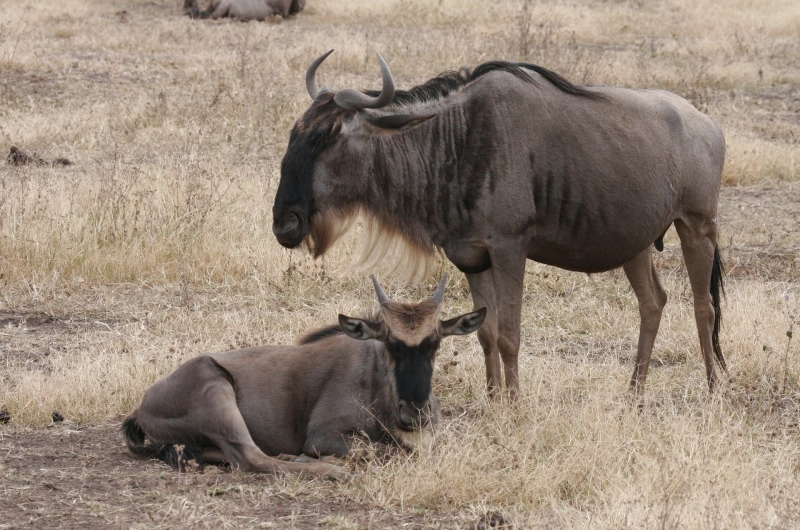 5 Days Family Tarangire, Ndutu Calving and Ngorongoro Safari