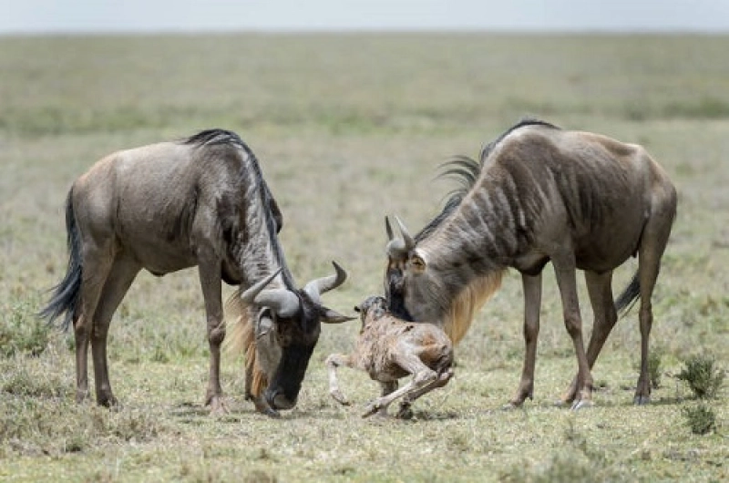 5 Days Ndutu and Serengeti Wildebeest Migration 2027/2028