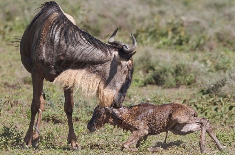 5 Days Ndutu Calving Season Safari in February 2027/2028