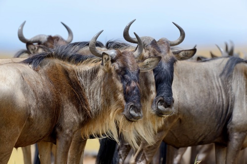5 Days Ndutu Calving Season Safari in January 2027/2028