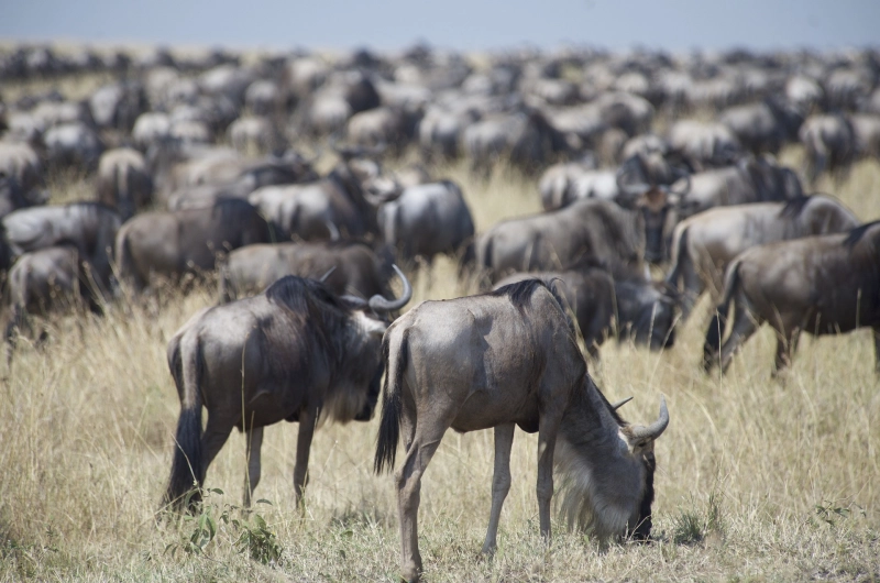 5 Days Private Serengeti, Ndutu, and Ngorongoro Safari