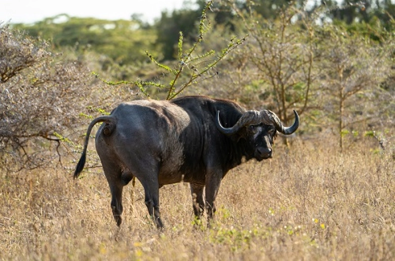 5 Days Serengeti Group Joining Safari 2026/2027