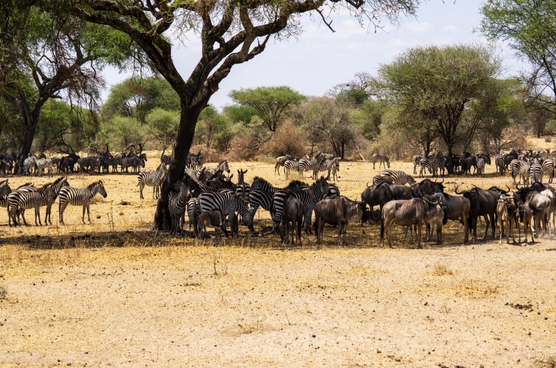 5 Days Serengeti, Ndutu and Ngorongoro Safari