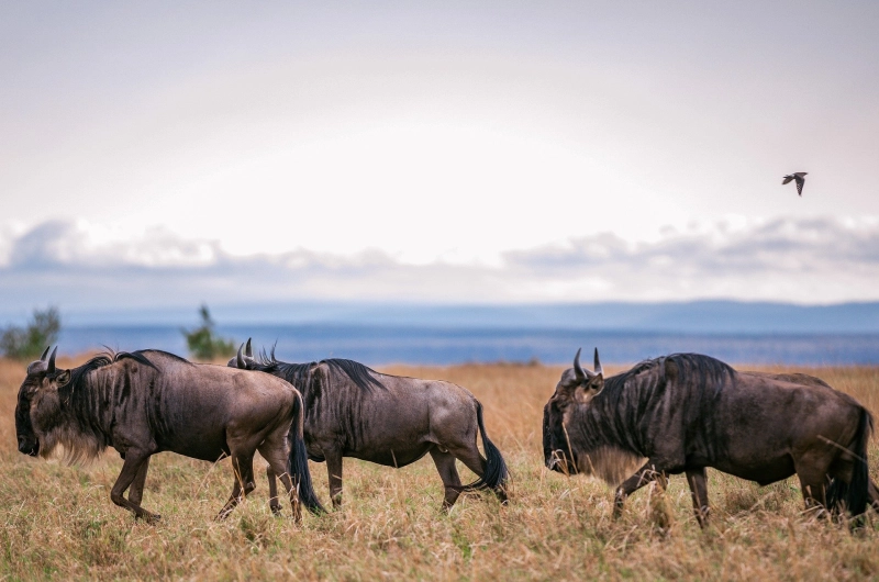 5 Days Tarangire, Ndutu Calving and Ngorongoro Safari