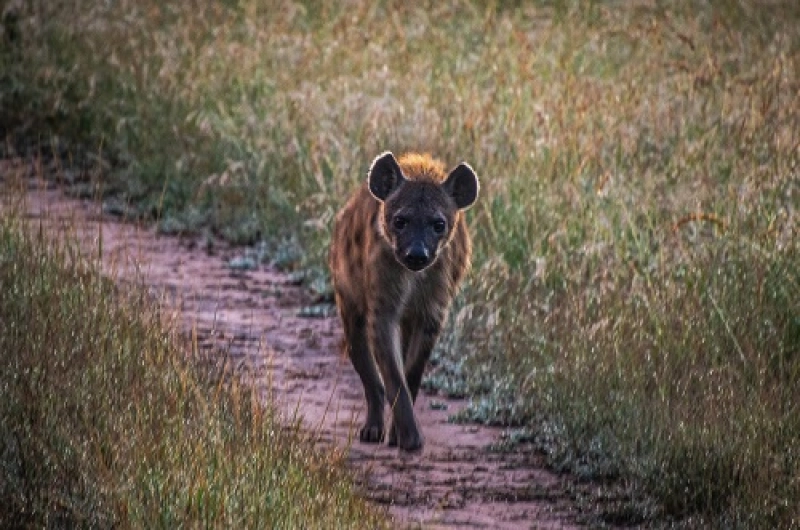 5 Days Tarangire Serengeti Ngorongoro Manyara Safari Itinerary