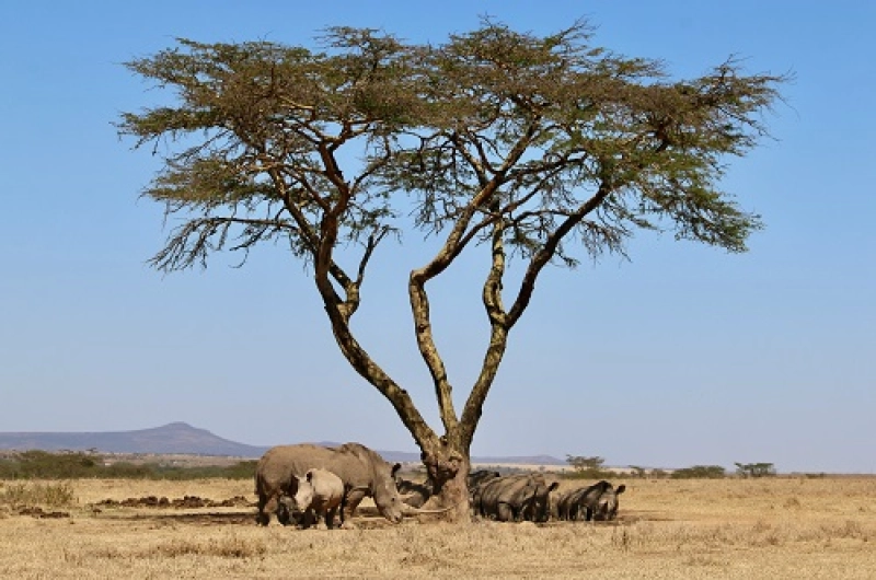 5 Days Tarangire Serengeti Ngorongoro Manyara Safari Price