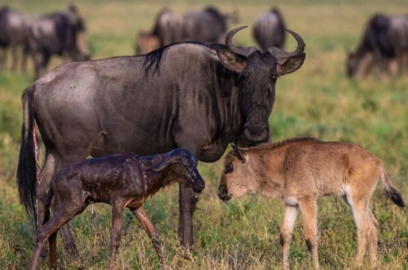5 Days Wildebeest in Ndutu, Serengeti and Ngorongoro Safari