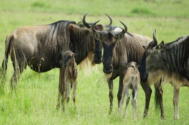 6 Days Budget Tarangire, Serengeti, Ndutu and Ngorongoro
