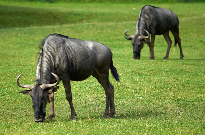 6 Days Honeymoon Tarangire, Serengeti, Ndutu and Ngorongoro