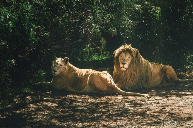 6 Days Kilimanjaro Marangu Route And Ngorongoro Safari