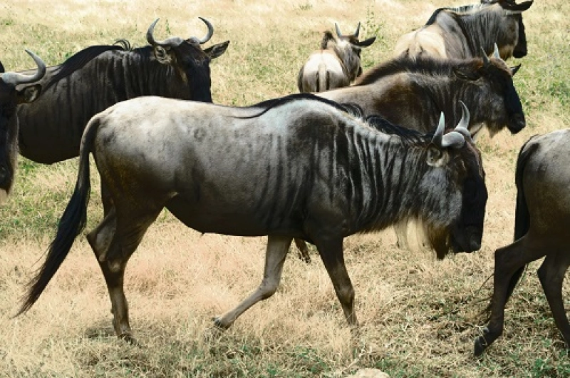 6 Days Ndutu Calving Season Safari in December 2026/2027