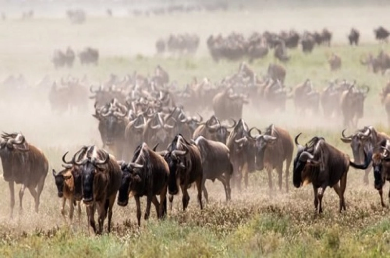 6 Days Ndutu Calving Season Safari in February 2027/2028